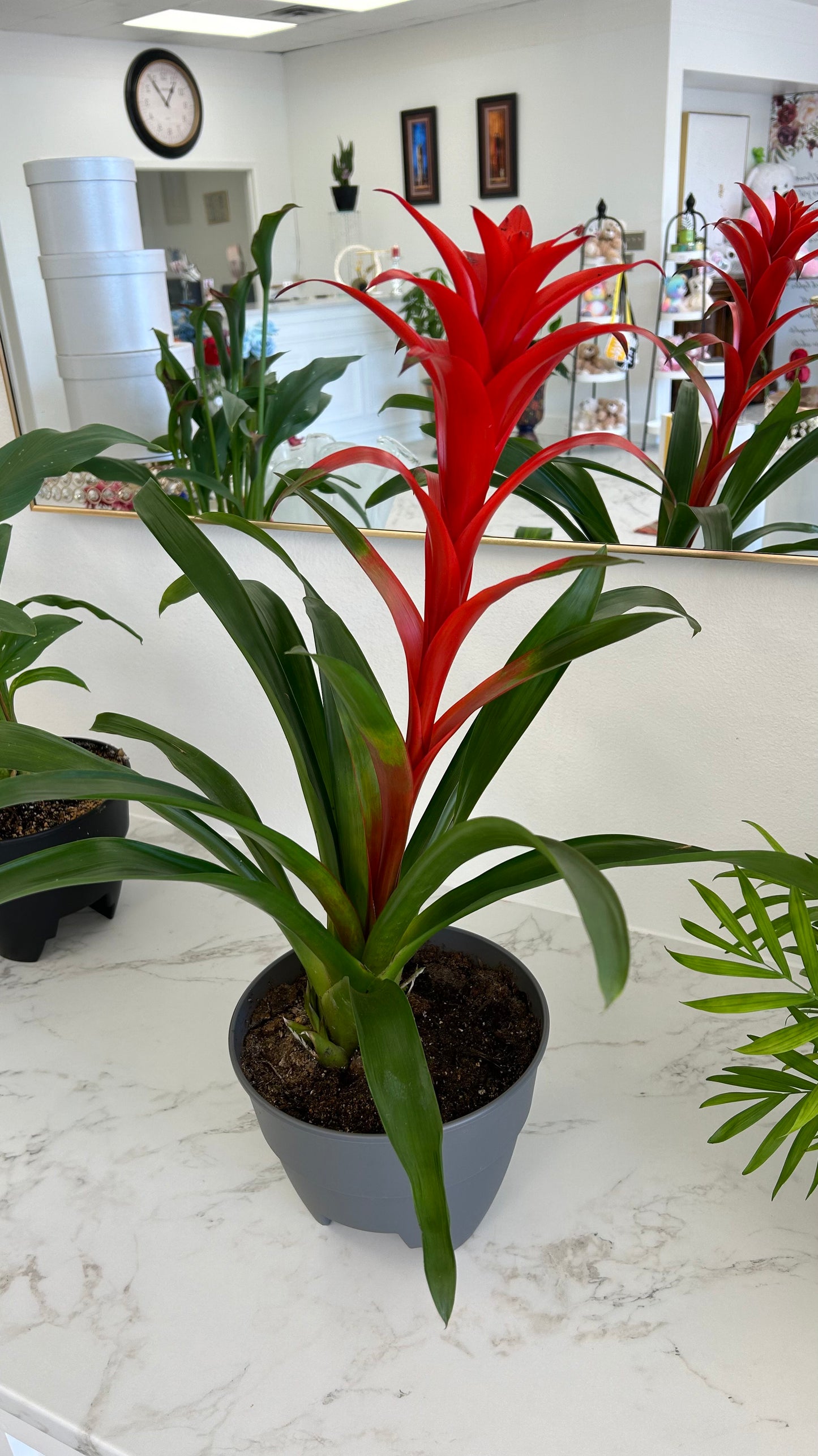 BROMELIAD PLANT