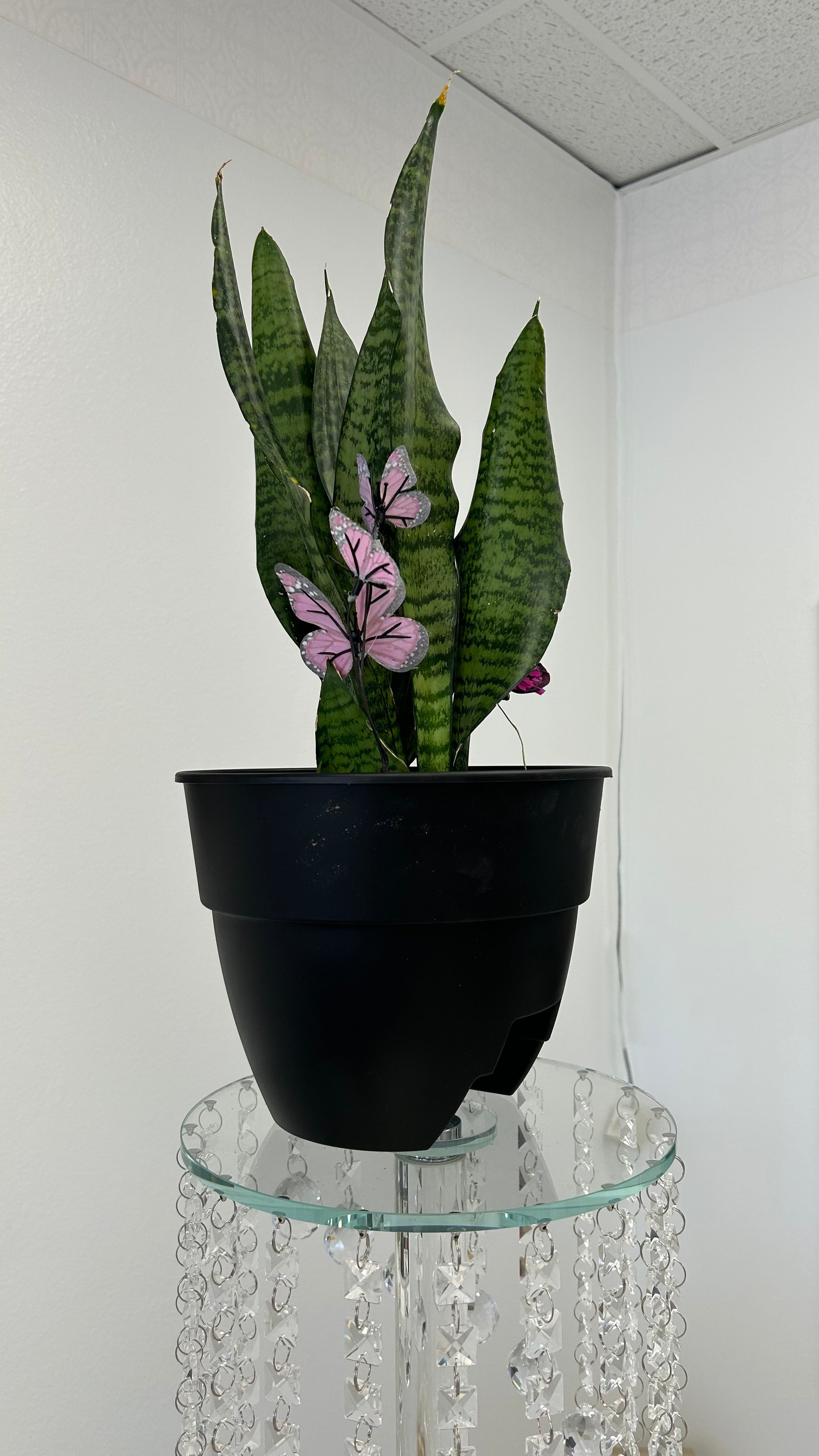 purple plant looks like snake plant SNAKE PLANT – Boujee Flower Boutique