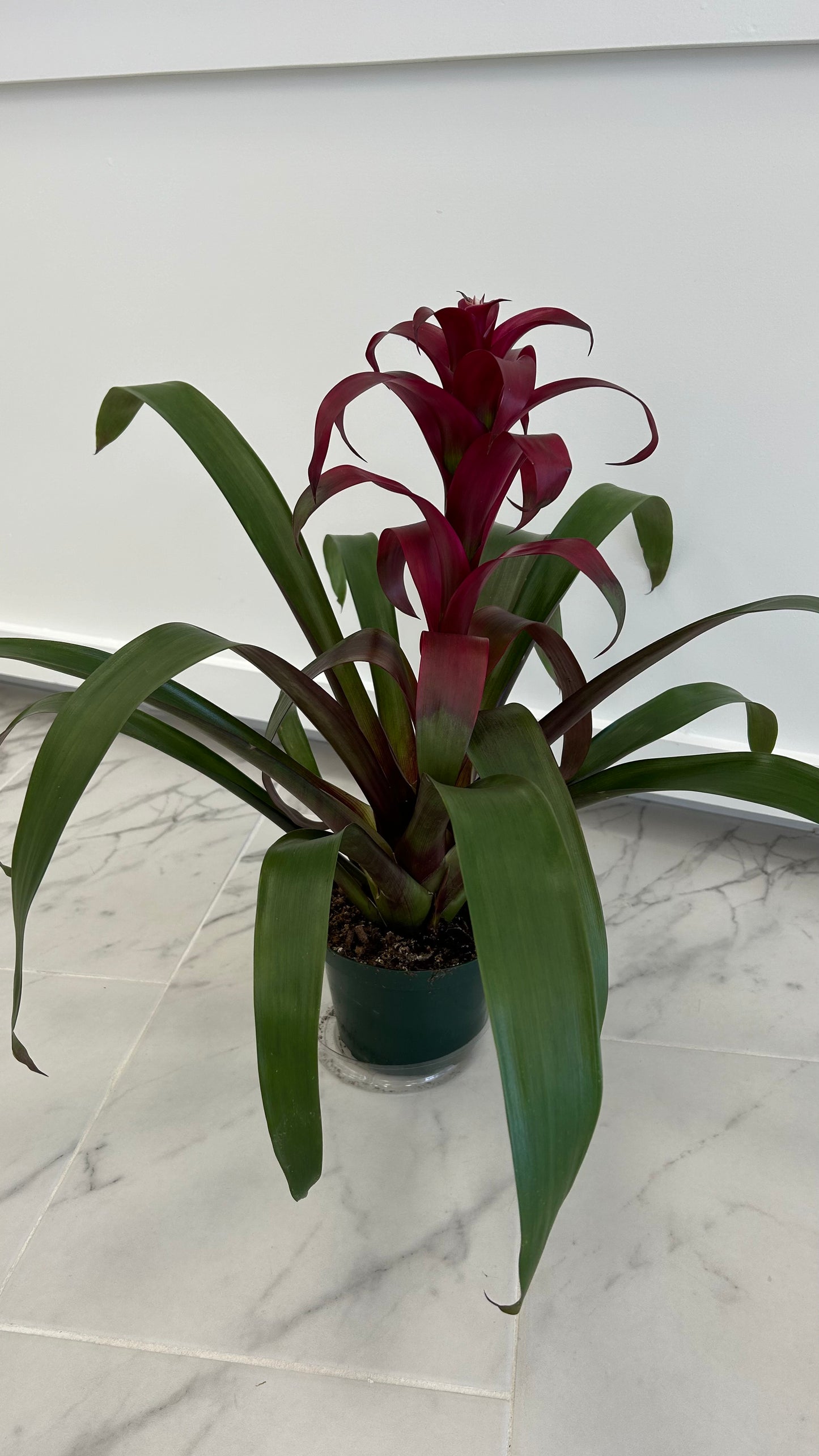 BROMELIAD PLANT