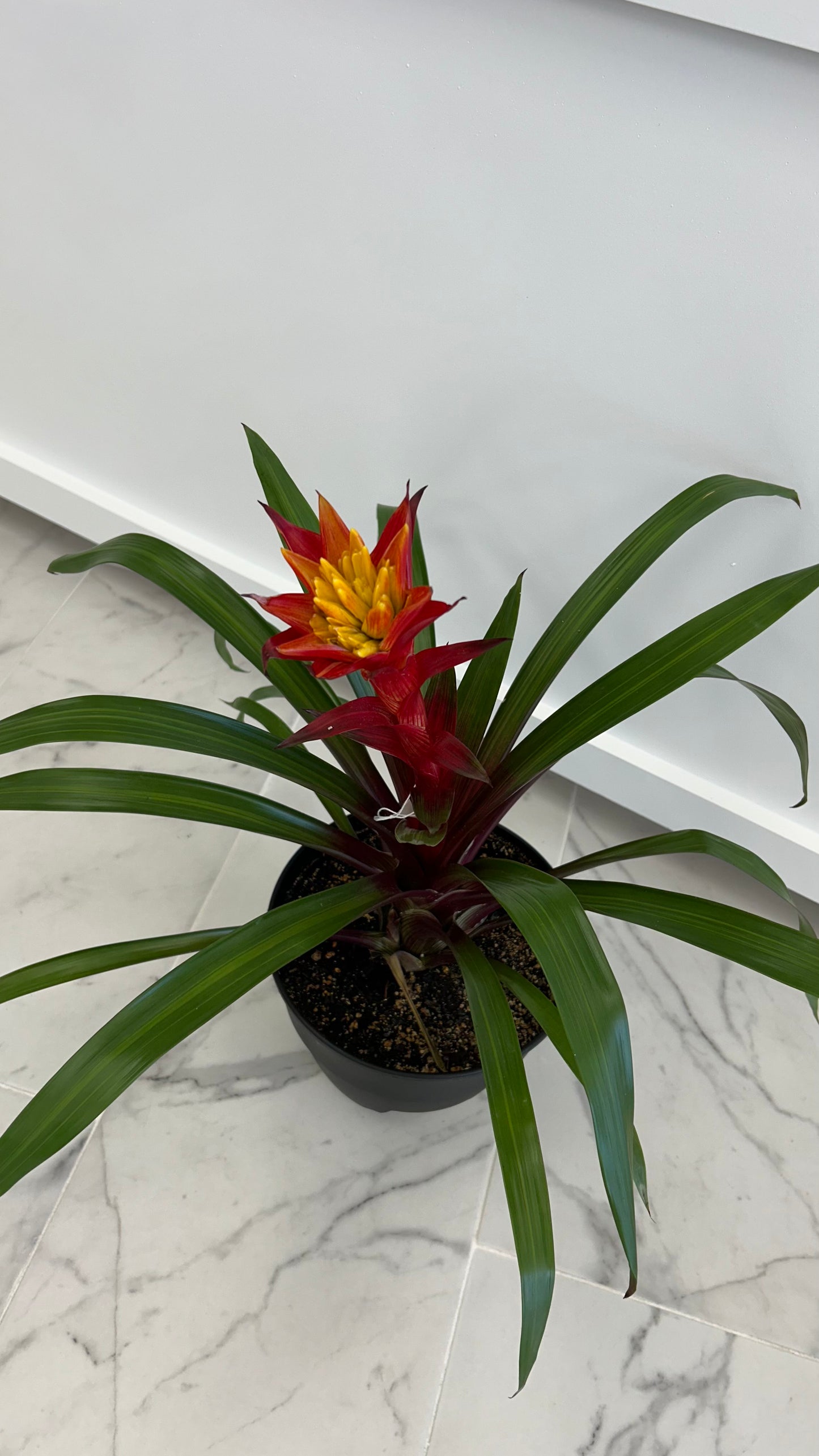 BROMELIAD PLANT