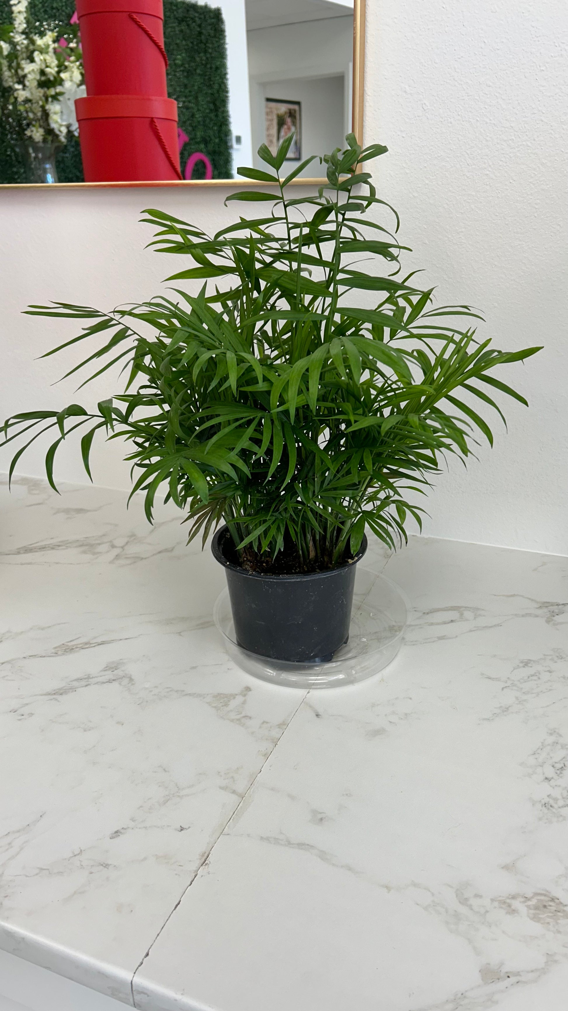 areca palm parlor palm ARECA PALM PLANT – Boujee Flower Boutique