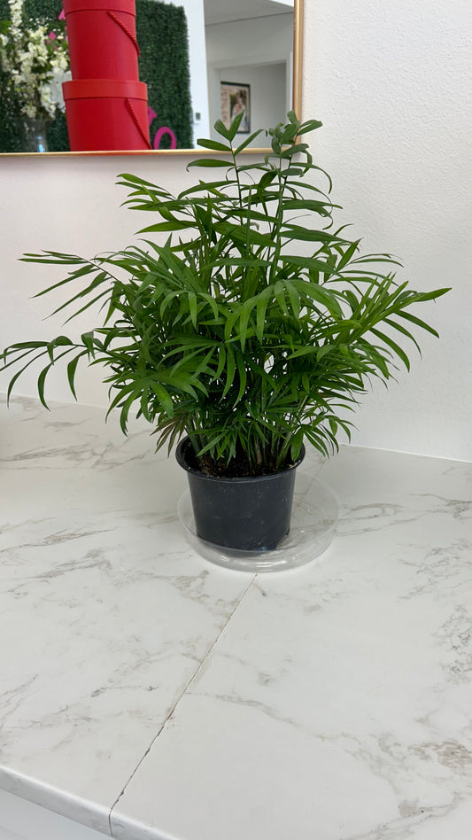 ARECA PALM PLANT